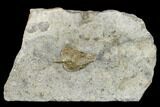 Ordovician Cystoid (Pleurocystites) Fossil - Ontario #113216-1
